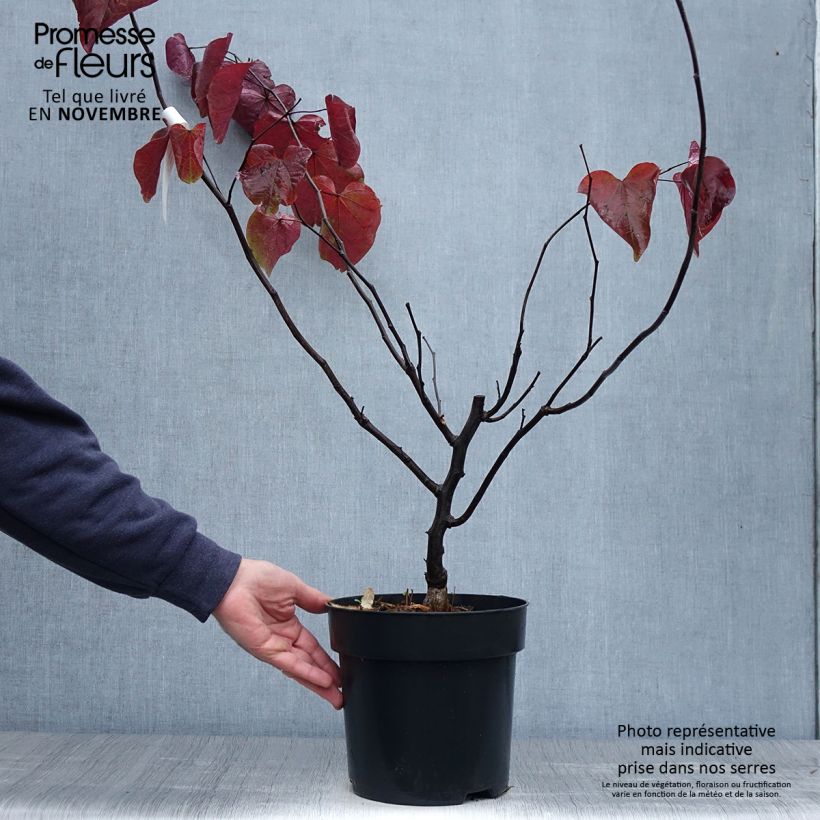 Amostra de Cercis canadensis Forest Pansy Vaso de 4 L/5 L tal como entregue no outono