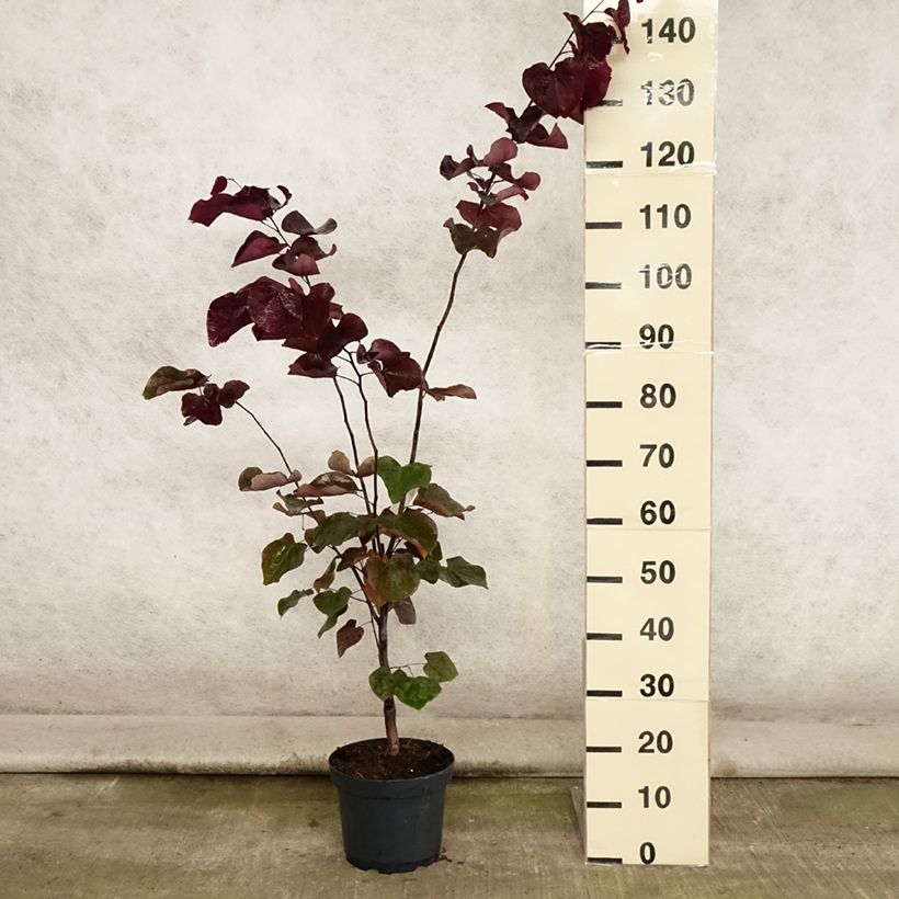 Amostra de Cercis canadensis Forest Pansy Vaso de 4 L/5 L tal como entregue no verão
