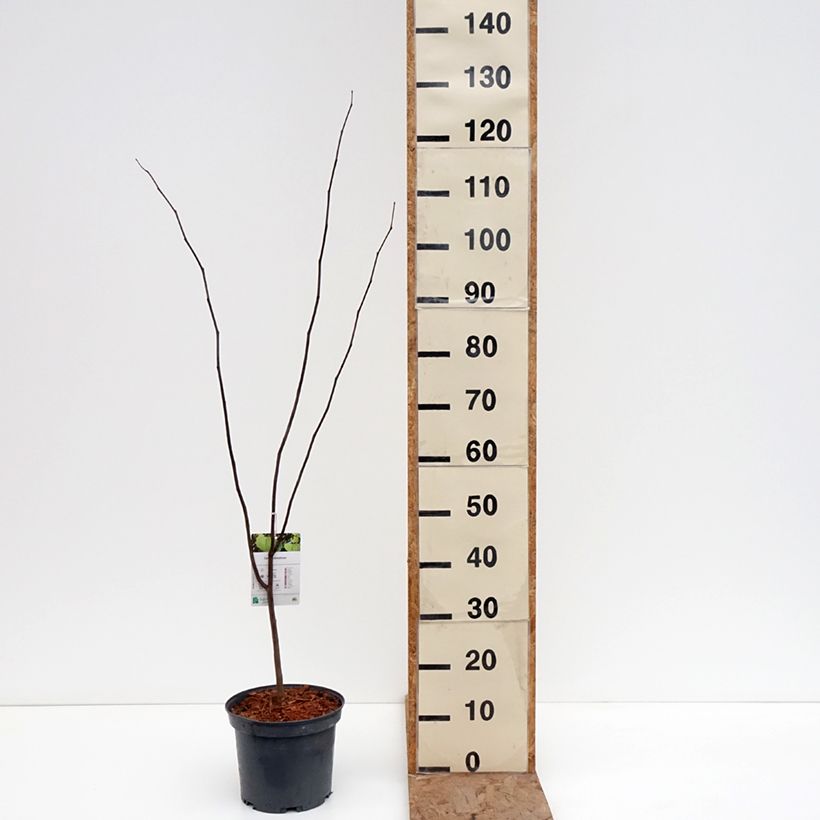 Amostra de Cercis canadensis Vaso de 4 L/5 L tal como entregue no inverno