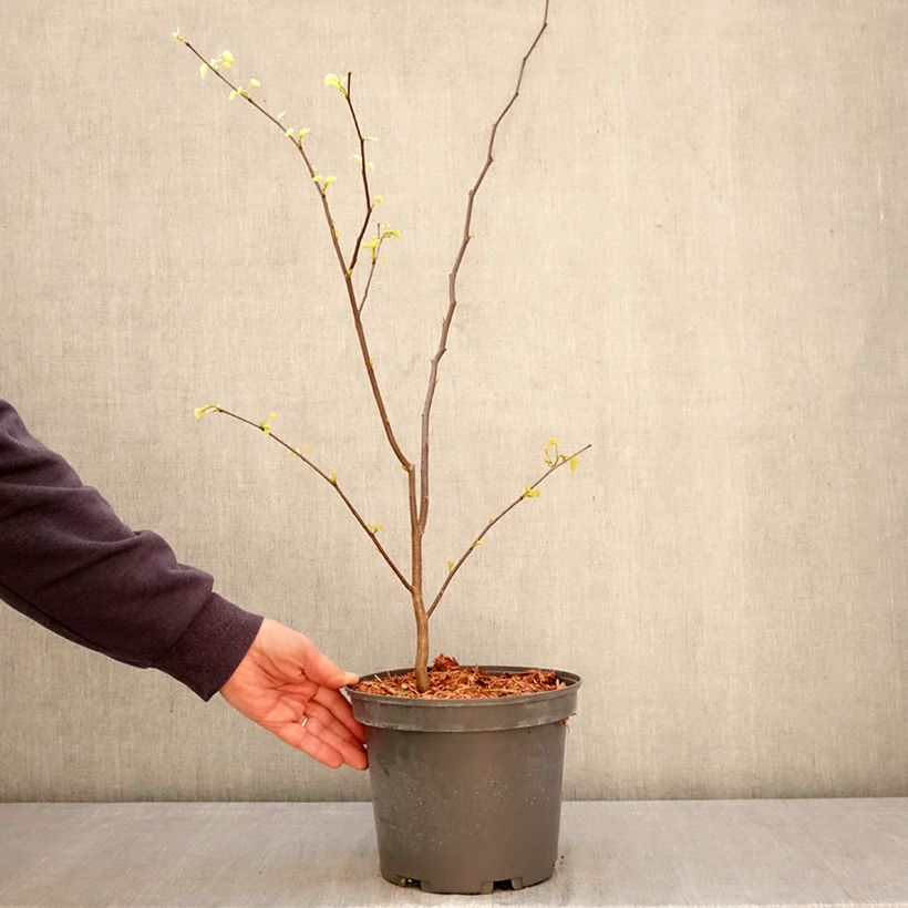Amostra de Cercis canadensis Vaso de 4 L/5 L tal como entregue na primavera