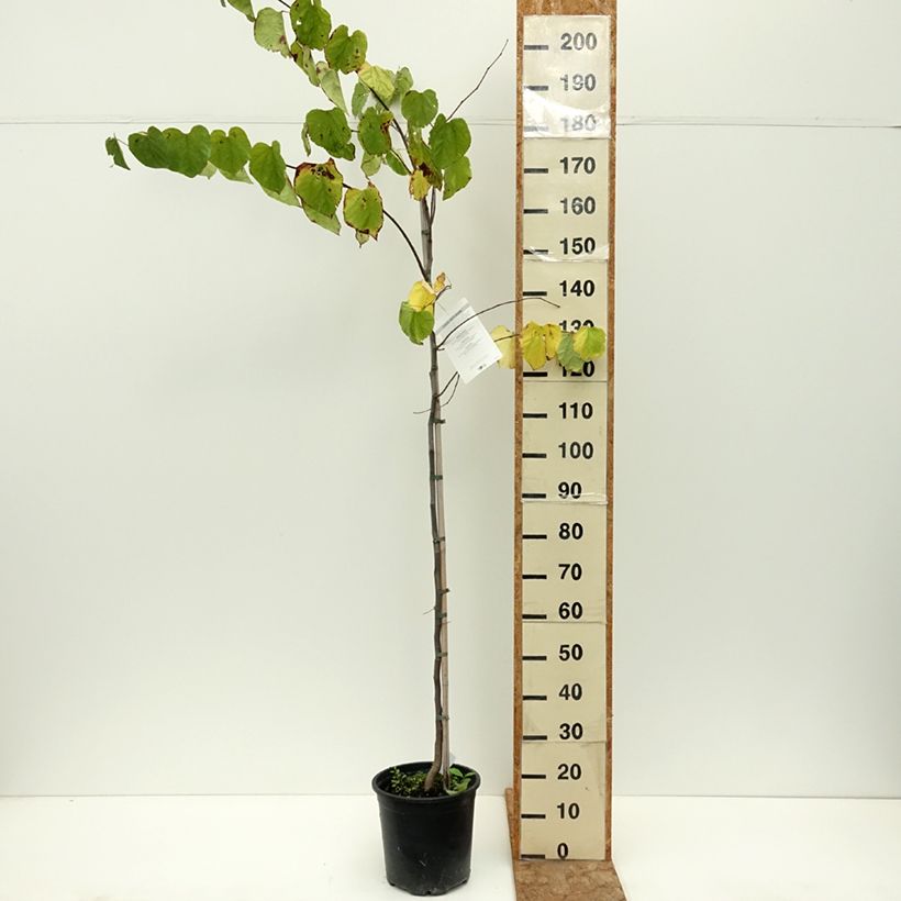 Amostra de Cercis canadensis Vaso de 7,5 L/10 L tal como entregue no verão