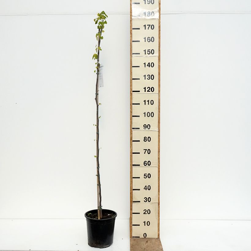 Amostra de Cercis canadensis Vaso de 7,5 L/10 L tal como entregue na primavera