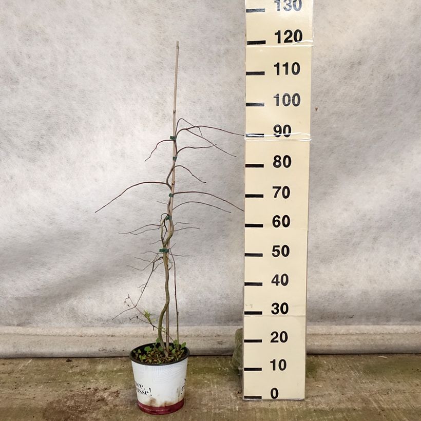 Amostra de Cercis canadensis Golden Falls Vaso de 4 L/5 L, Brasão tal como entregue no outono
