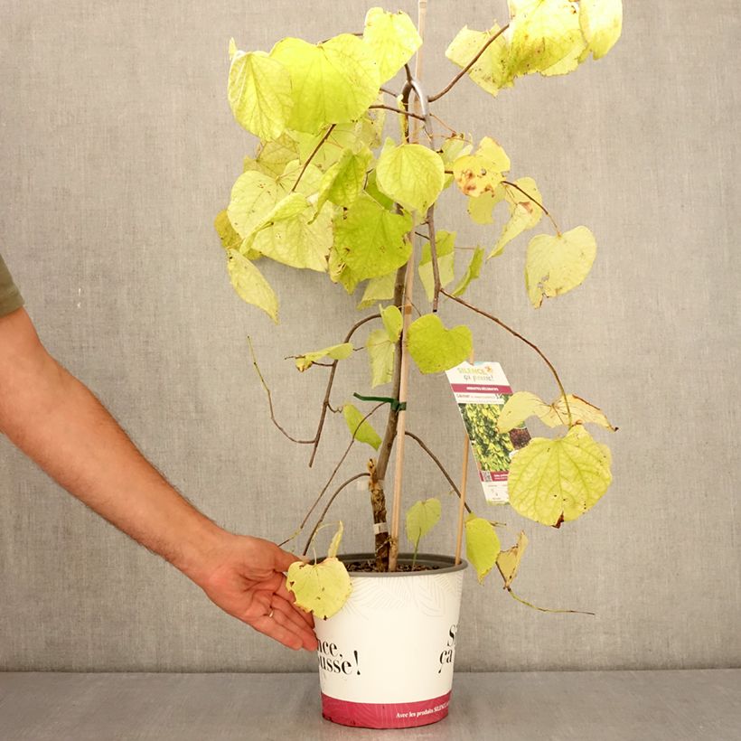 Amostra de Cercis canadensis Golden Falls Vaso de 4 L/5 L, Brasão tal como entregue no verão