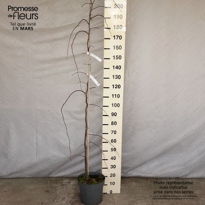 Amostra de Cercis canadensis Golden Falls Vaso de 4 L/5 L, Brasão tal como entregue na primavera