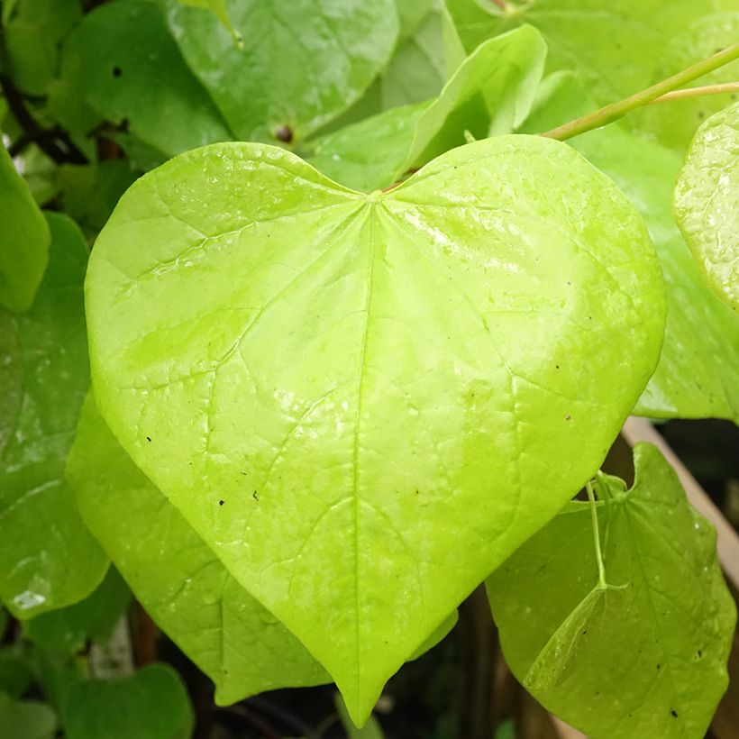 Cercis canadensis Golden Falls (Folhagem)