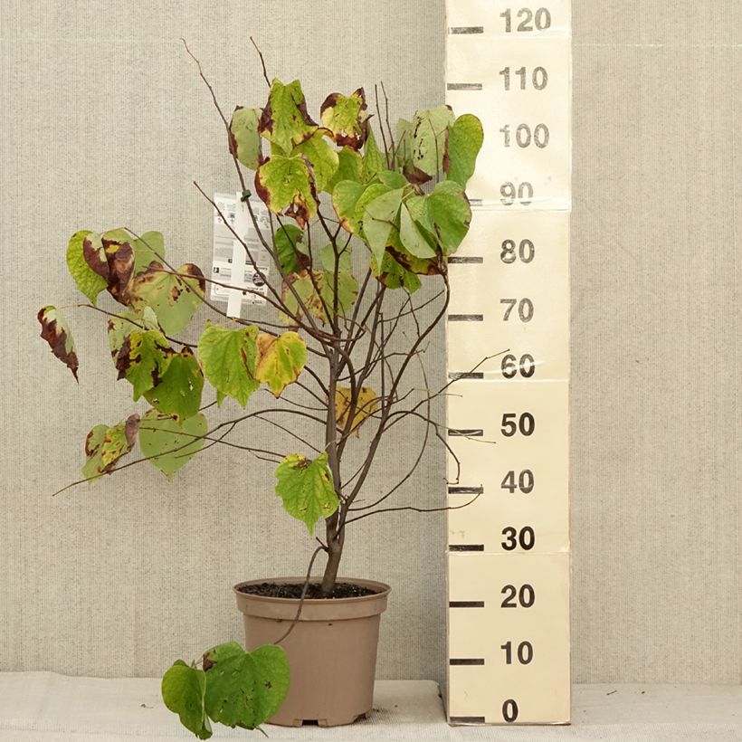 Amostra de Cercis canadensis Hearts of Gold Vaso de 7,5 L/10 L tal como entregue no outono