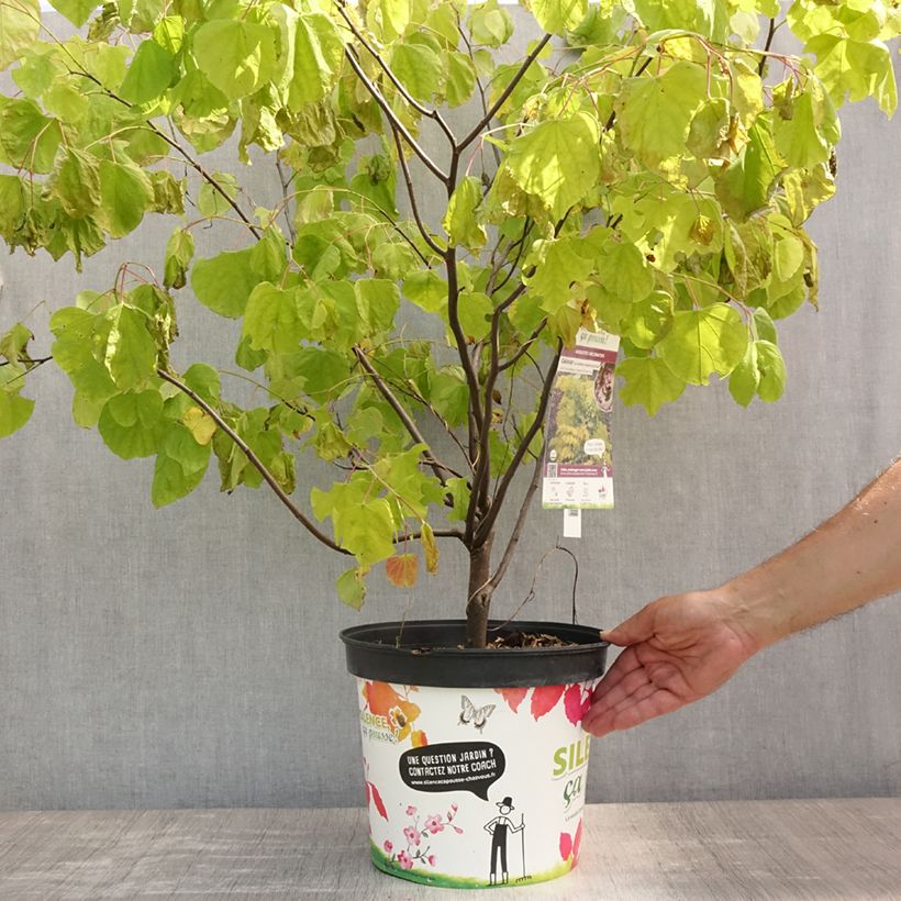 Amostra de Cercis canadensis Hearts of Gold Vaso de 7,5 L/10 L tal como entregue no verão