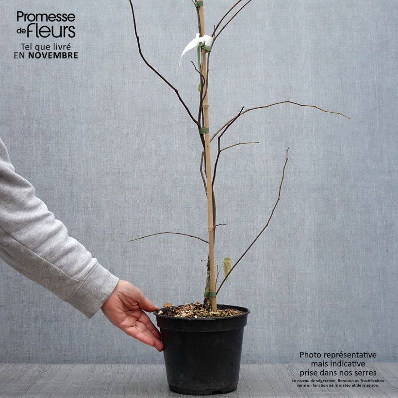 Amostra de Cercis canadensis Hearts of Gold Vaso de 4 L/5 L tal como entregue no outono