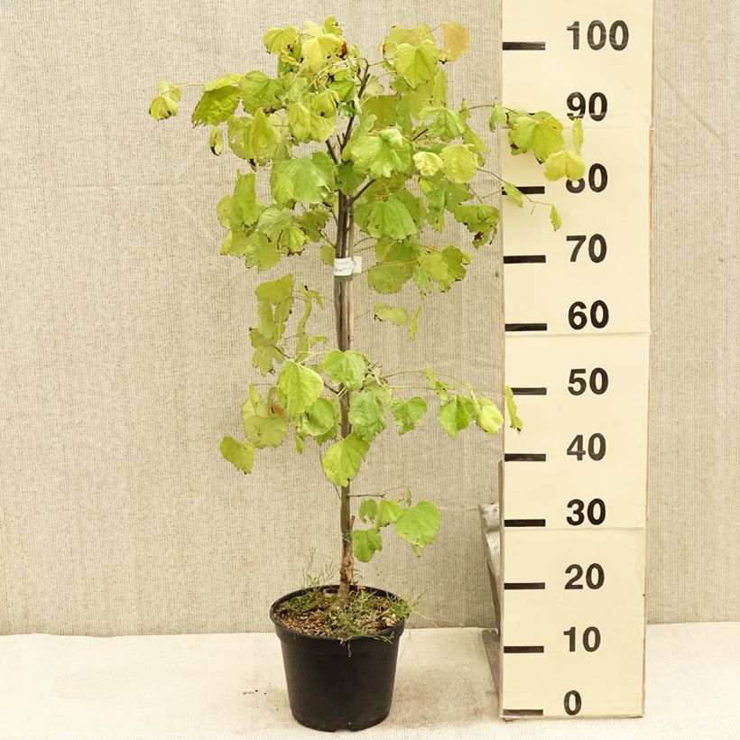 Amostra de Cercis canadensis Hearts of Gold Vaso de 4 L/5 L tal como entregue no verão