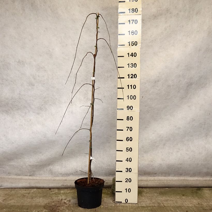 Amostra de Cercis canadensis Lavender Twist Vaso de 7,5 L/10 L tal como entregue no outono