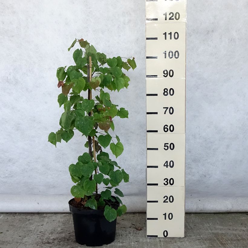 Amostra de Cercis canadensis Lavender Twist Vaso de 7,5 L/10 L tal como entregue no verão