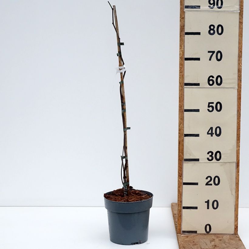 Amostra de Cercis canadensis Lavender Twist Vaso de 3 L/4 L tal como entregue no inverno