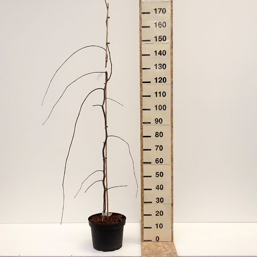 Amostra de Cercis canadensis Lavender Twist Vaso de 7,5 L/10 L tal como entregue no inverno