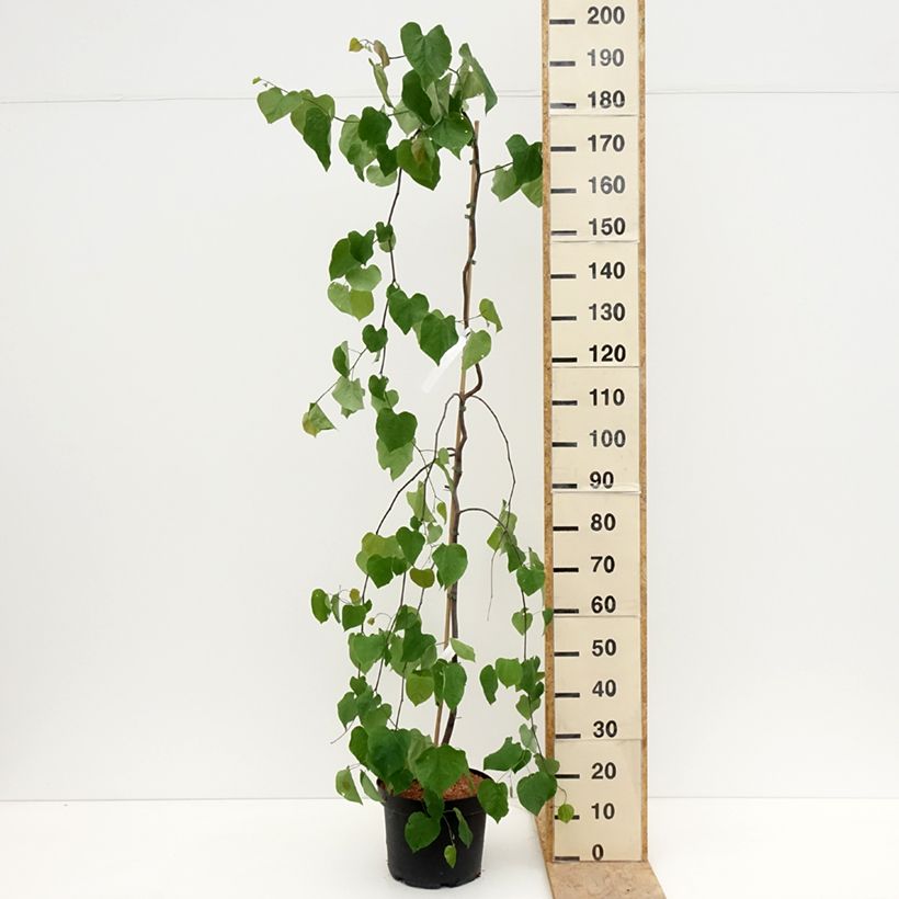 Amostra de Cercis canadensis Lavender Twist Vaso de 7,5 L/10 L tal como entregue na primavera