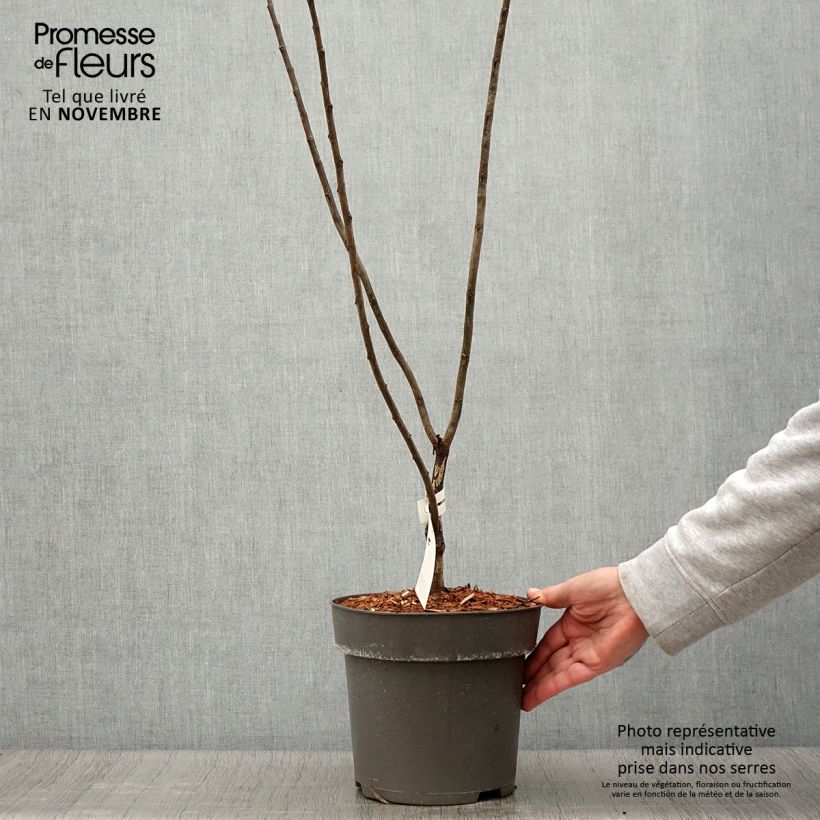Amostra de Cercis canadensis Little Woody Vaso de 3 L/4 L tal como entregue no outono