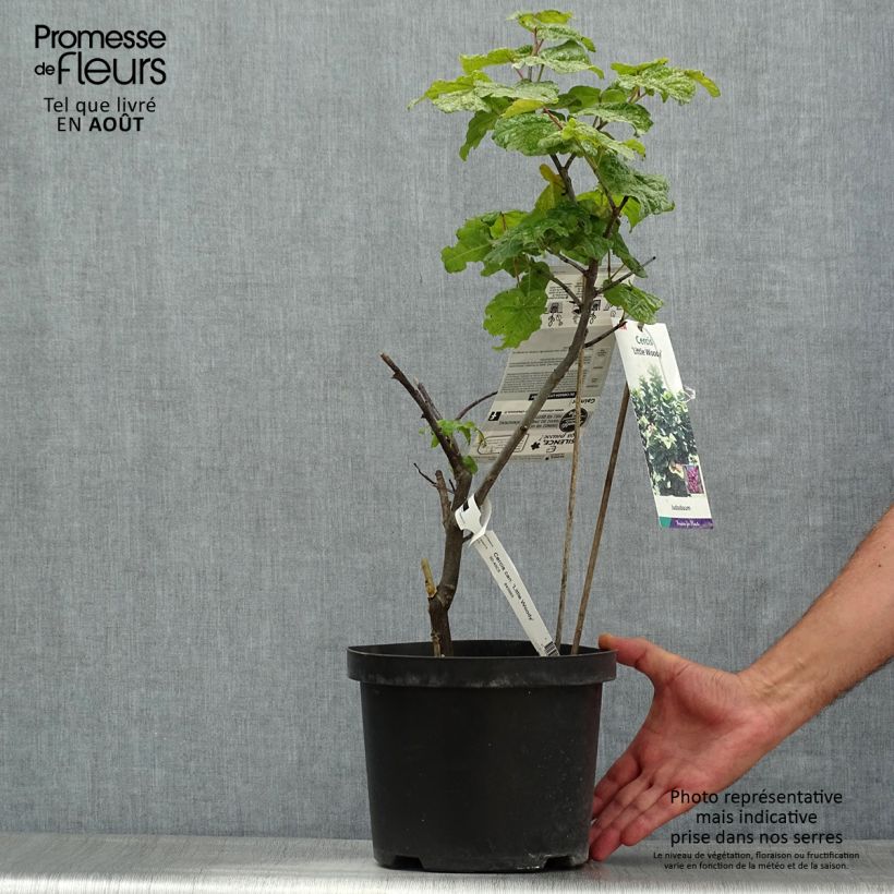 Amostra de Cercis canadensis Little Woody Vaso de 3 L/4 L tal como entregue no verão