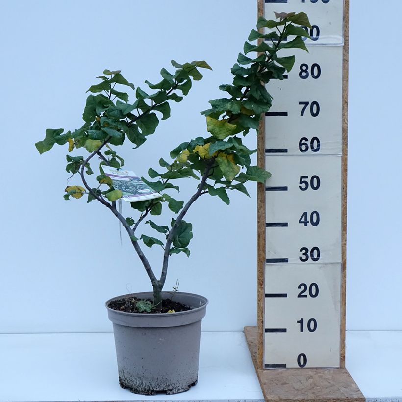 Amostra de Cercis canadensis Little Woody Vaso de 6 L/7 L tal como entregue no outono