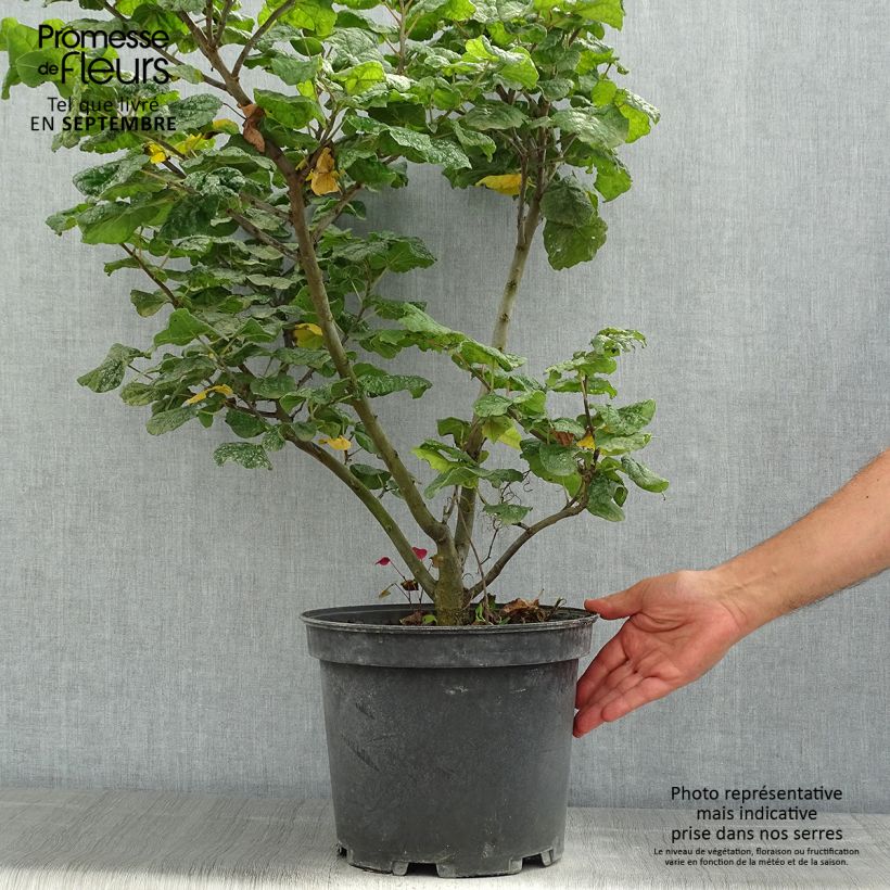 Amostra de Cercis canadensis Little Woody Vaso de 6 L/7 L tal como entregue no verão