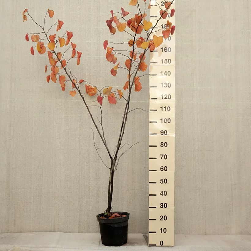 Amostra de Cercis canadensis Merlot Vaso de 6 L/7 L tal como entregue no outono