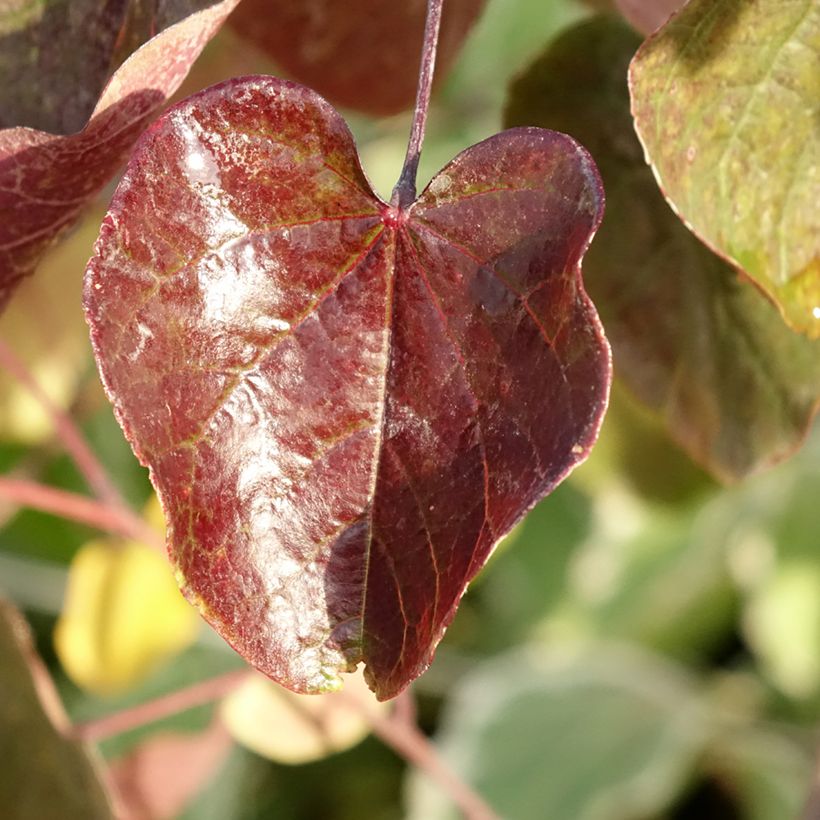 Cercis canadensis Merlot (Folhagem)