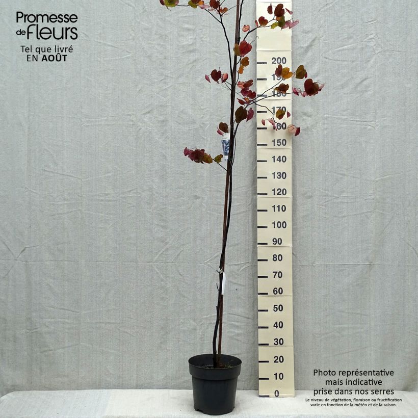 Amostra de Cercis canadensis Merlot Vaso de 6 L/7 L tal como entregue no verão