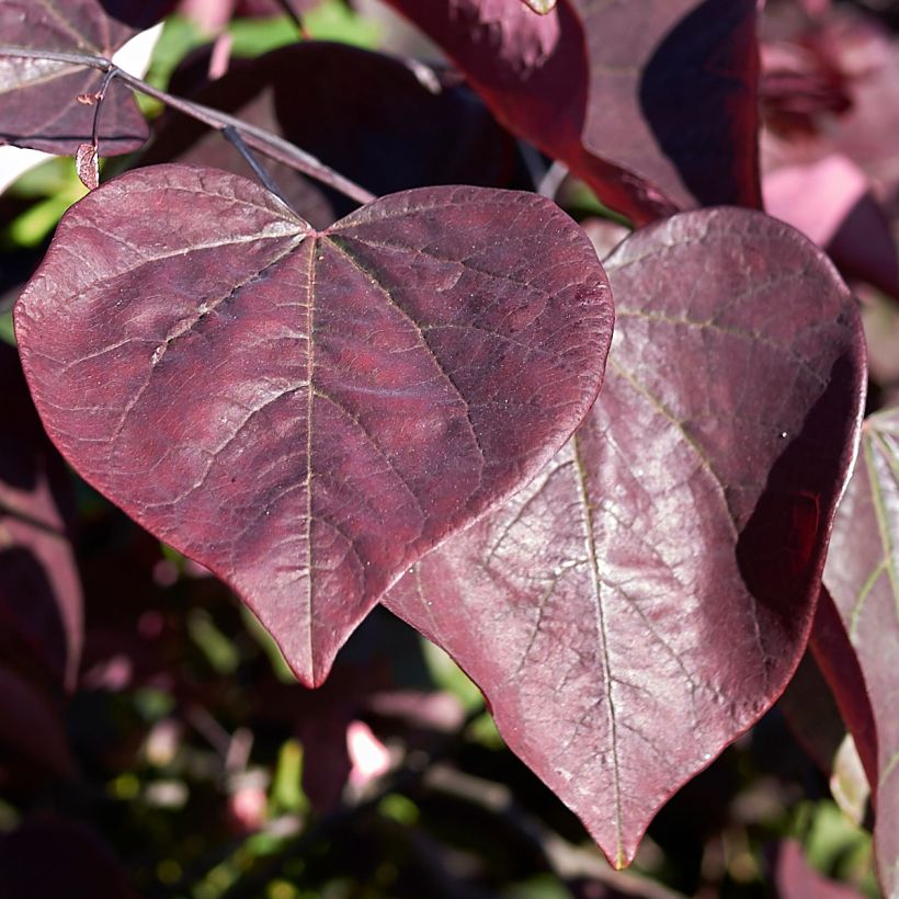 Cercis canadensis Red Force (Folhagem)