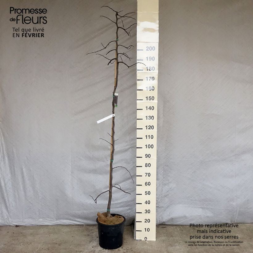 Amostra de Cercis canadensis Ruby Falls Vaso de 7,5 L/10 L tal como entregue no inverno