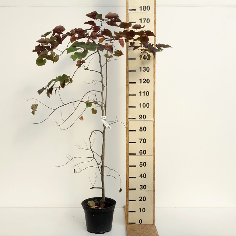 Amostra de Cercis canadensis Ruby Falls Vaso de 7,5 L/10 L tal como entregue no verão