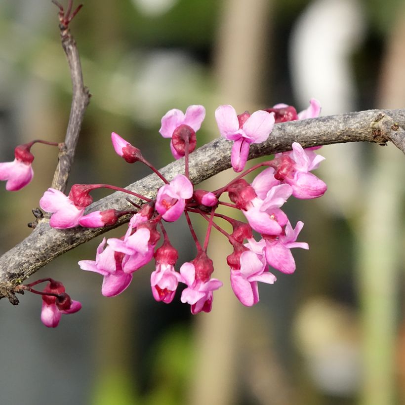 Cercis canadensis Ruby Falls (Floração)