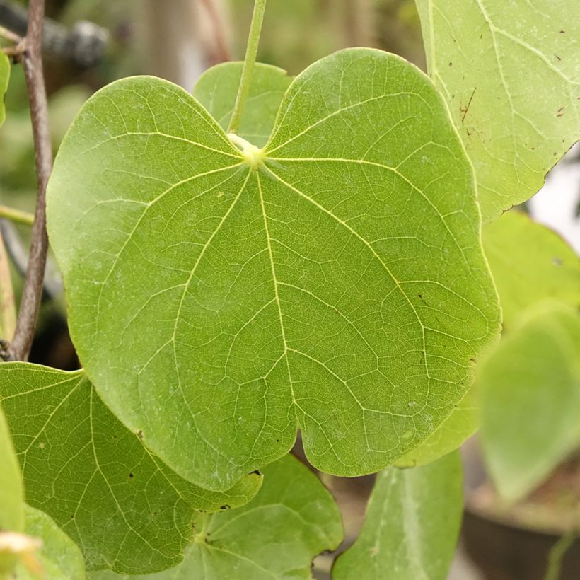 Cercis canadensis Texas White (Folhagem)