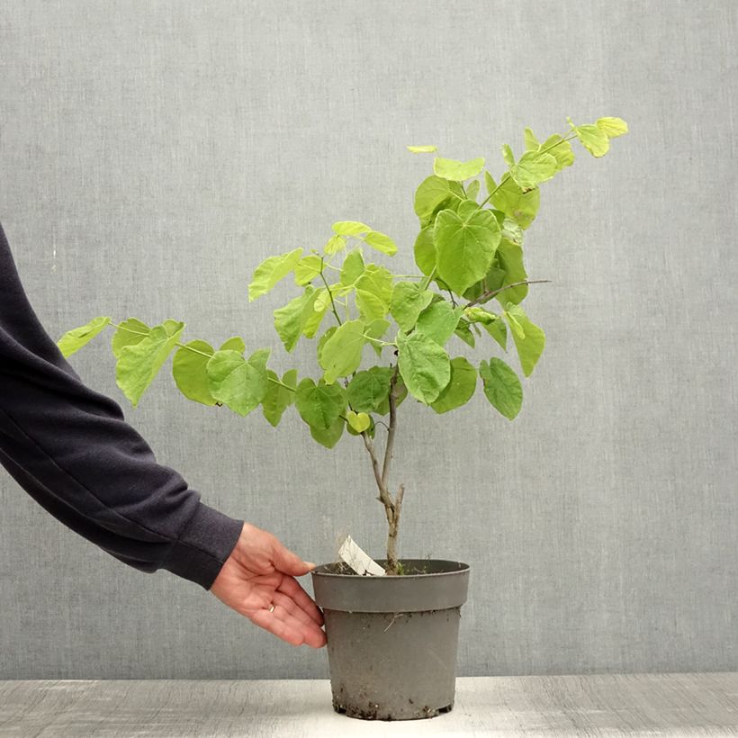 Amostra de Cercis canadensis Texas White Vaso de 4 L/5 L tal como entregue no verão