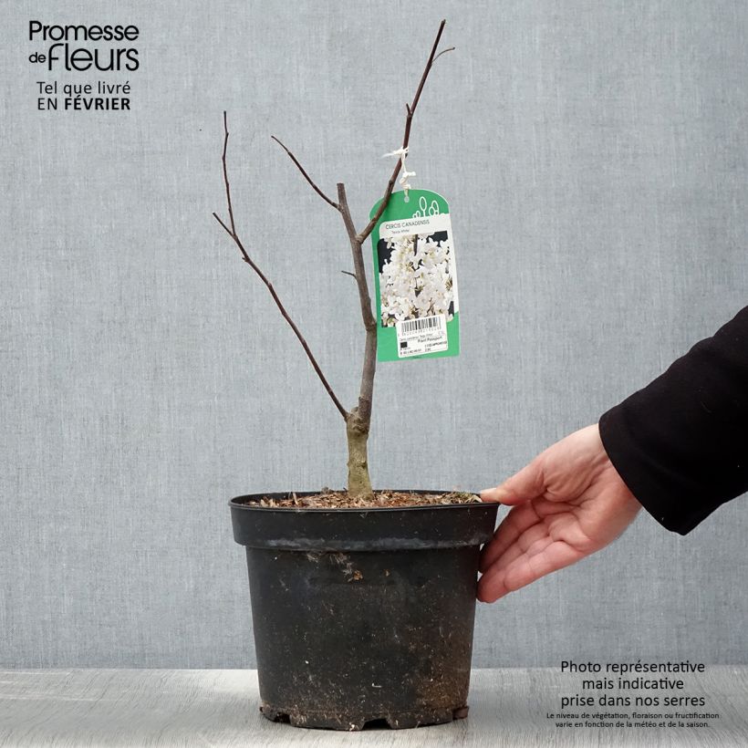 Amostra de Cercis canadensis Texas White - Gainier du Canada Vaso de 4 L/5 L tal como entregue no inverno