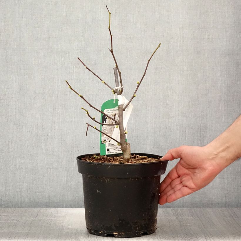 Amostra de Cercis canadensis Texas White Vaso de 4 L/5 L tal como entregue na primavera