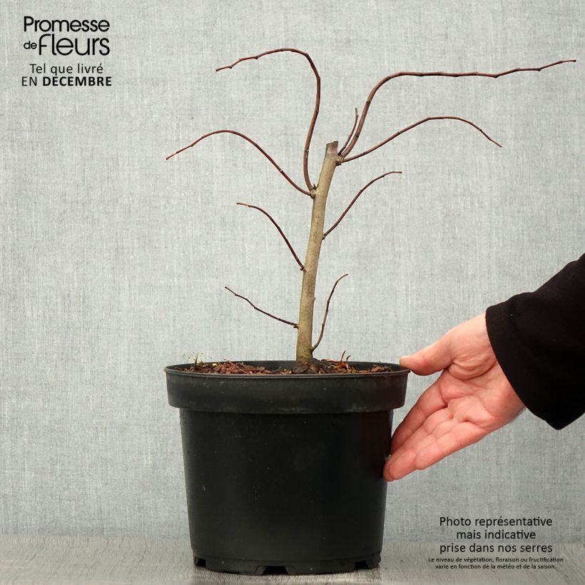 Amostra de Cercis canadensis The Rising Sun Vaso de 2 L/3 L tal como entregue no outono