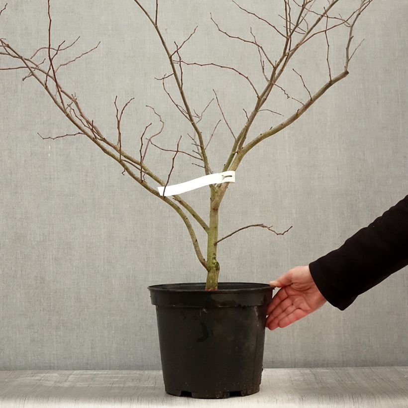 Amostra de Cercis canadensis The Rising Sun Vaso de 2 L/3 L tal como entregue no inverno