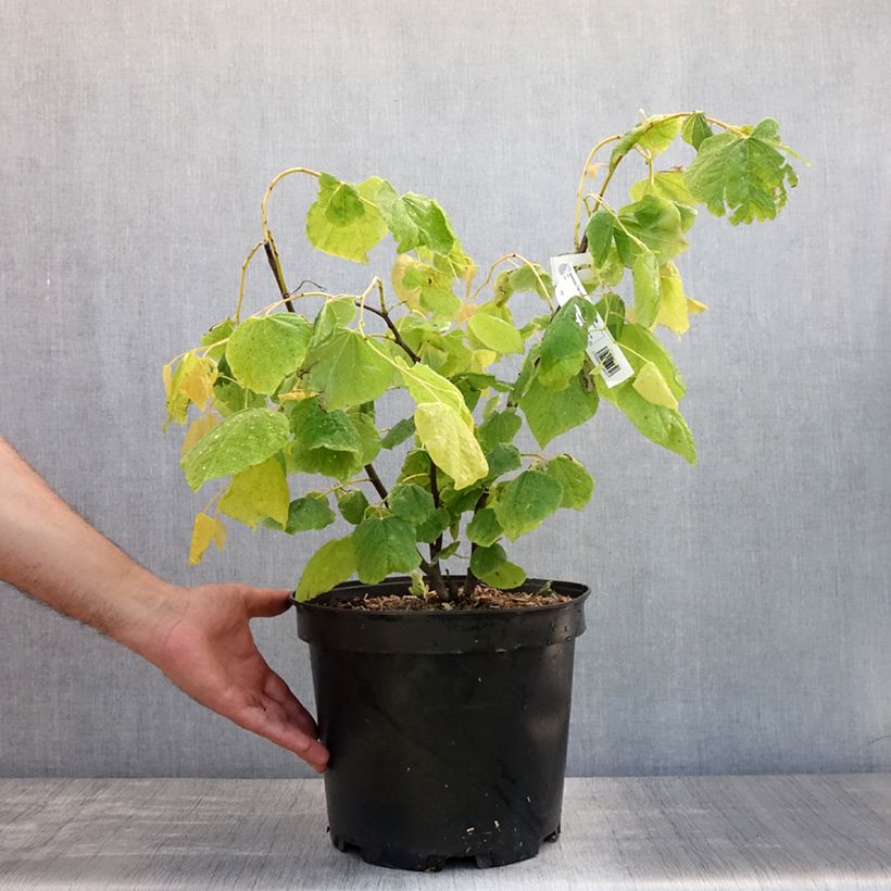 Amostra de Cercis canadensis The Rising Sun Vaso de 6 L/7 L tal como entregue no verão