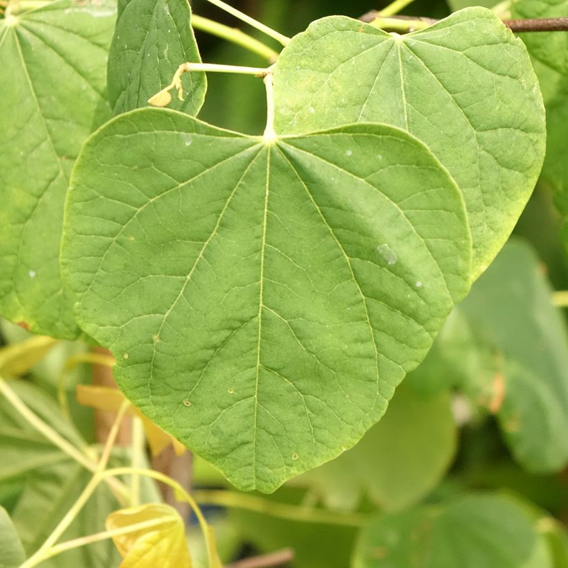 Cercis canadensis The Rising Sun (Folhagem)