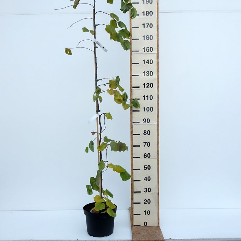 Amostra de Cercis canadensis Traveller - Arbre de Judée Vaso de 7,5 L/10 L tal como entregue no outono