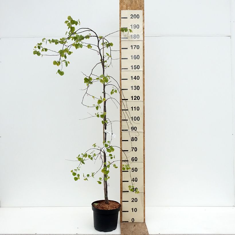 Amostra de Cercis canadensis Traveller Vaso de 7,5 L/10 L tal como entregue na primavera