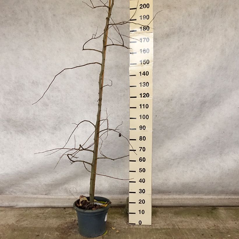 Amostra de Cercis canadensis Vanilla Twist Vaso de 4 L/5 L, Brasão tal como entregue no outono