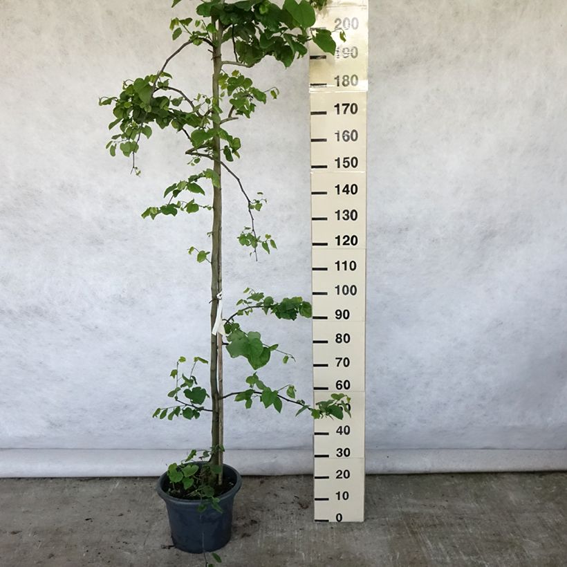 Amostra de Cercis canadensis Vanilla Twist Vaso de 4 L/5 L, Brasão tal como entregue no verão