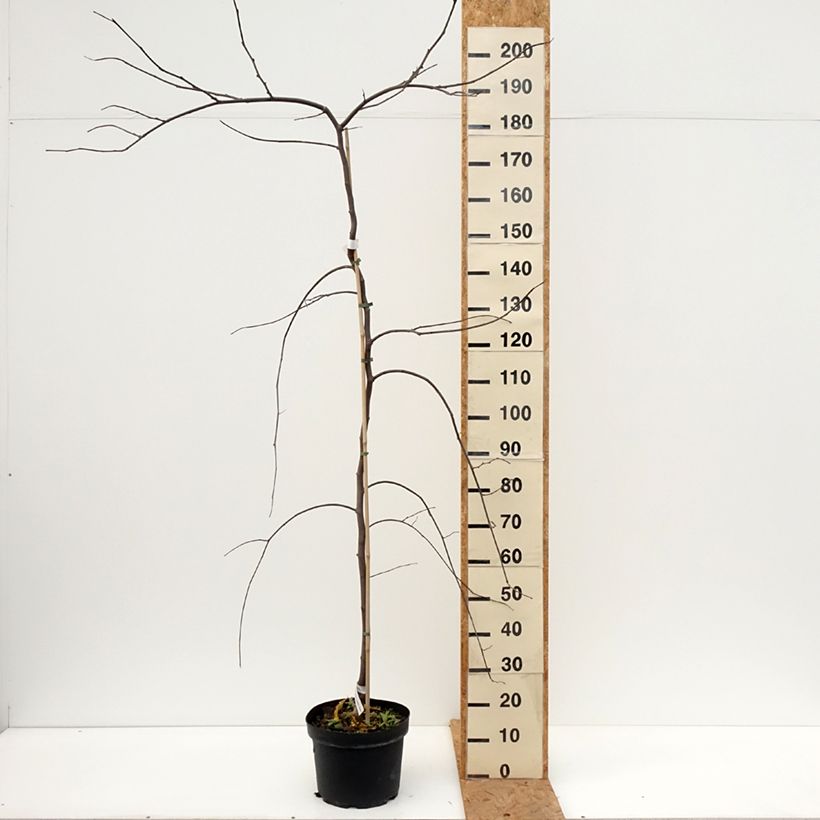 Amostra de Cercis canadensis Vanilla Twist Vaso de 7,5 L/10 L, Meia haste tal como entregue no outono