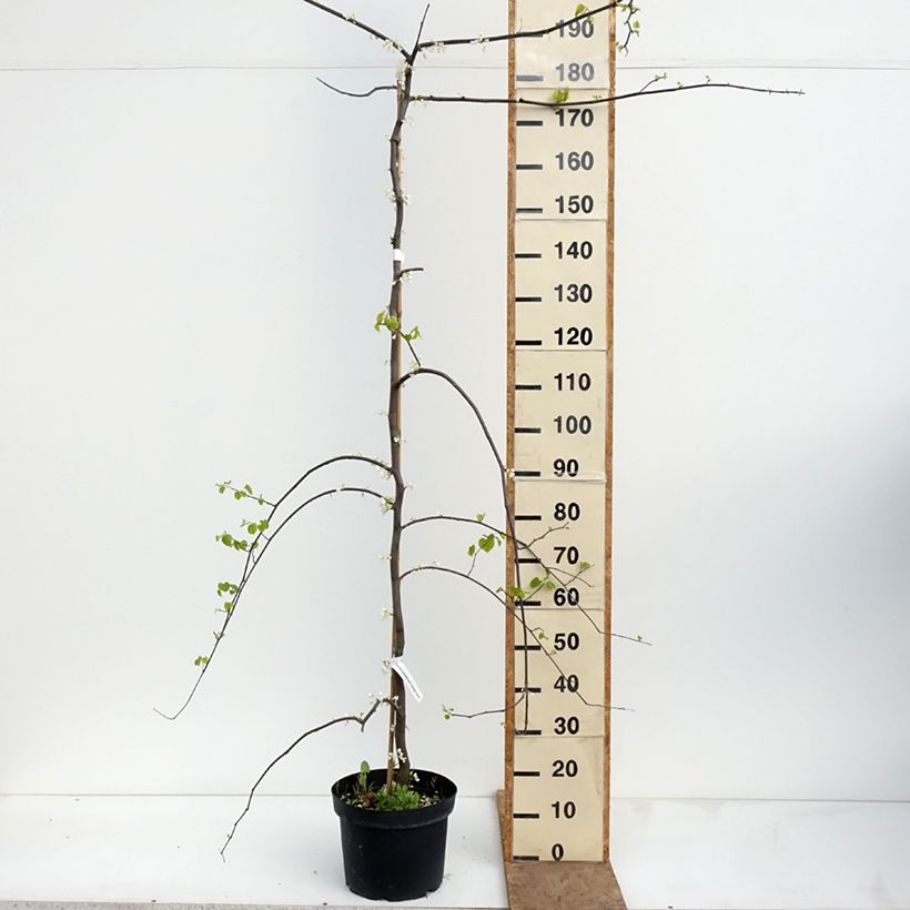Amostra de Cercis canadensis Vanilla Twist Vaso de 7,5 L/10 L, Meia haste tal como entregue na primavera