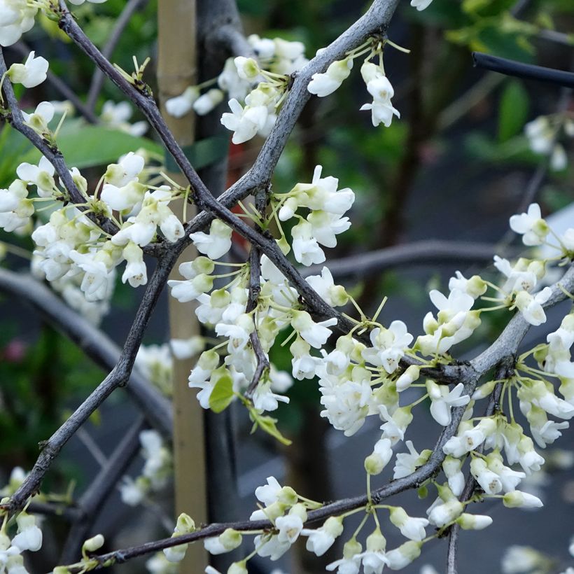 Cercis canadensis Vanilla Twist (Floração)