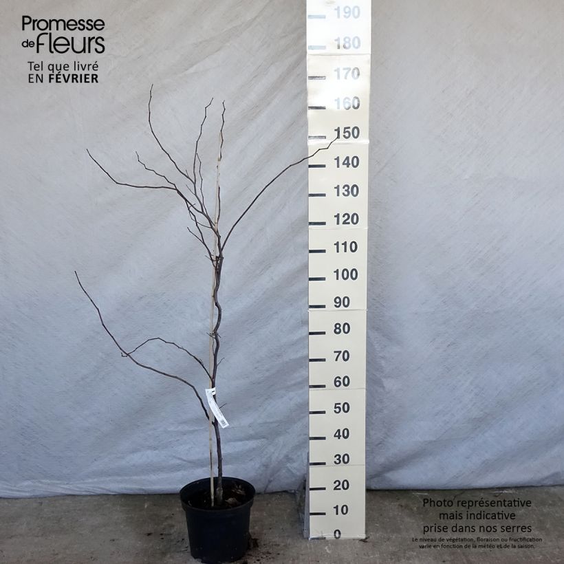 Amostra de Cercis canadensis Carolina Sweetheart Vaso de 6 L/7 L tal como entregue no inverno