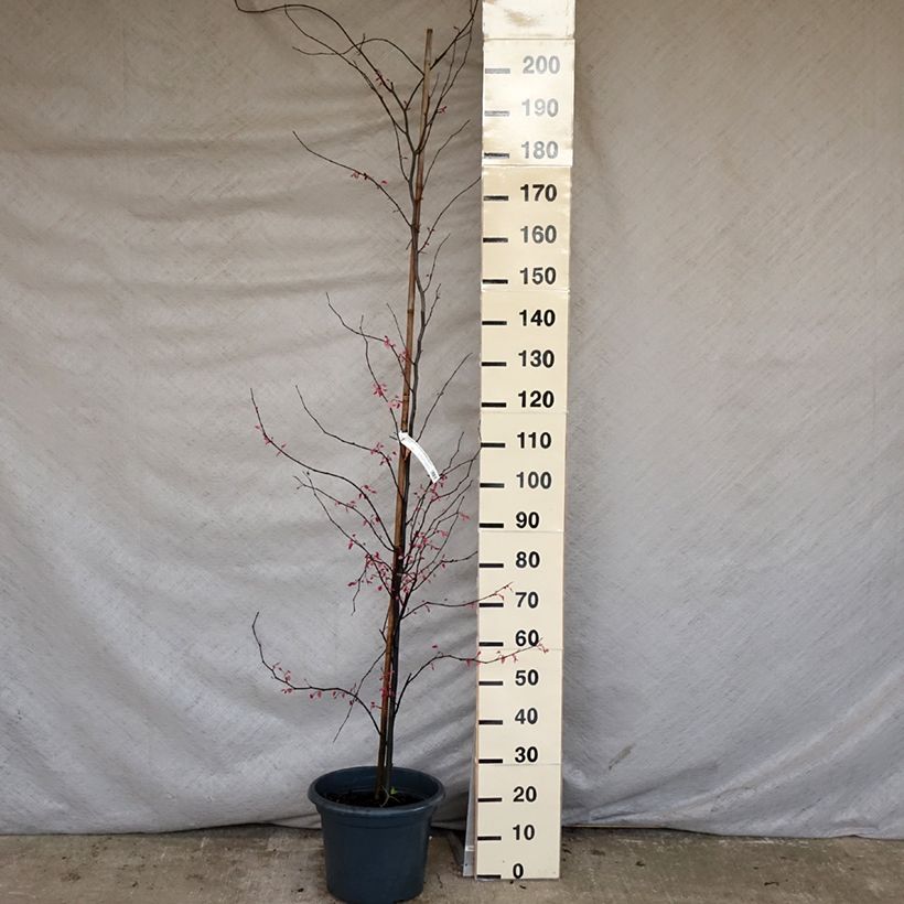 Amostra de Cercis canadensis Carolina Sweetheart Vaso de 6 L/7 L tal como entregue na primavera
