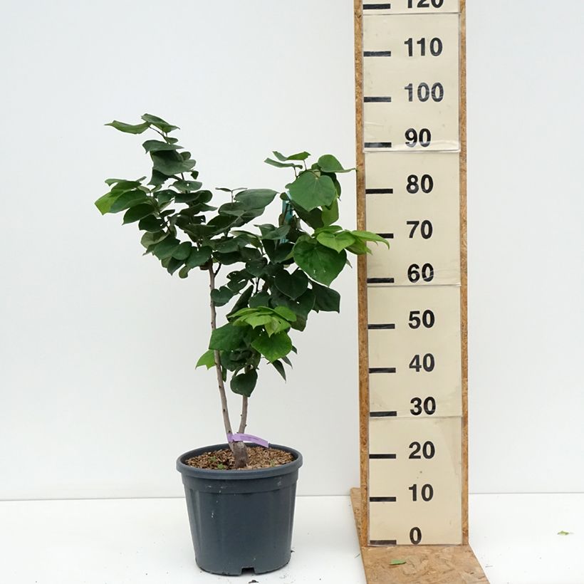 Amostra de Cercis chinensis Avondale Vaso de 7,5 L/10 L tal como entregue no verão