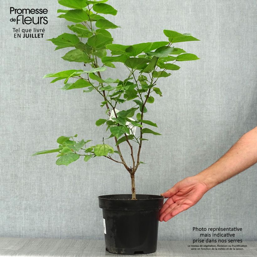 Amostra de Cercis chinensis Avondale Vaso de 4 L/5 L tal como entregue no verão