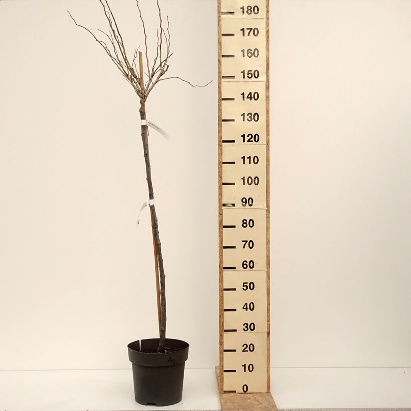 Amostra de Cercis chinensis Don Egolf Vaso de 12 L/15 L tal como entregue no inverno